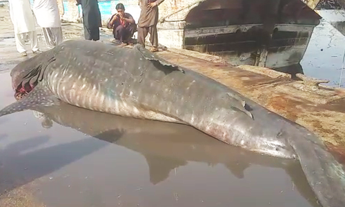 Dead whale shark hauled in to Karachi Fish Harbour
