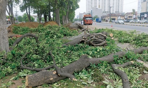 Over 5,000 trees cut along Superhighway Over 5,000 trees cut along Superhighway