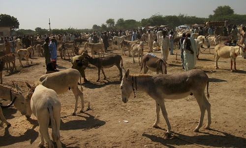 KP govt proposes plan to regulate donkey rearing and export to China