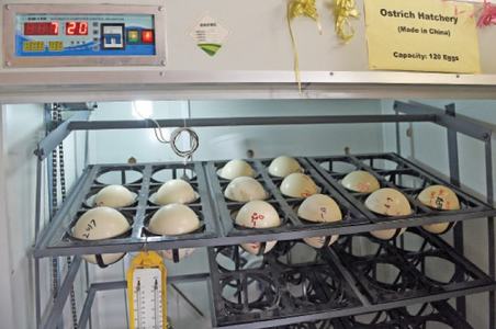 Ostrich farming: the new face of poultry