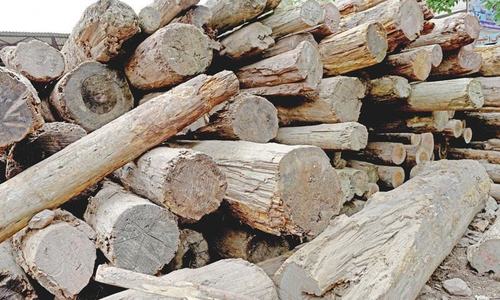 Swat forest officials accused of timber smuggling Swat forest officials accused of timber smuggling