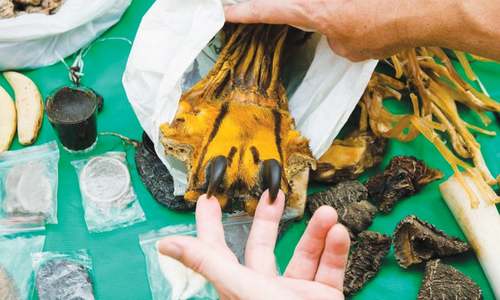 Killing for traditional medicine