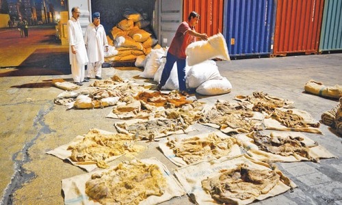 Seven held for &lsquo;illegal&rsquo; trade of over 4,700 donkey hides