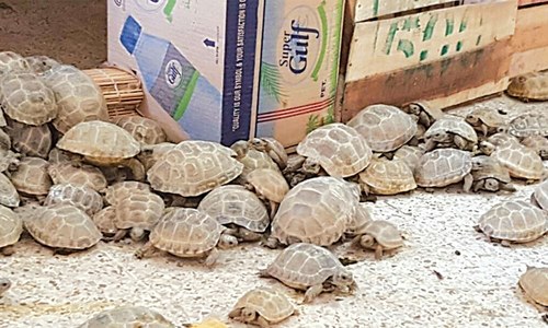 350 Afghan tortoises seized, trafficker held