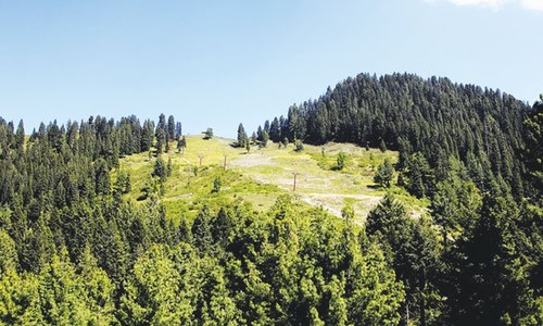 Cutting down trees for CPEC
