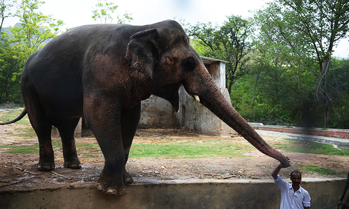 Zoo celebrates Suzi’s 34th birthday