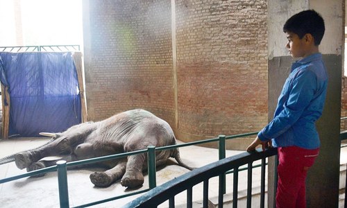 Lahore Zoo's only elephant, Suzi dies Lahore Zoo's only elephant, Suzi dies