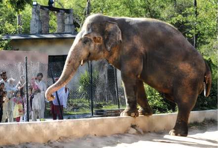 There is still time to save Kavaan, the lone elephant