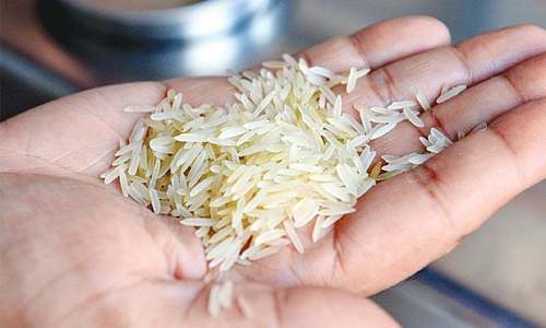 Iraq mulls importing Pakistani rice