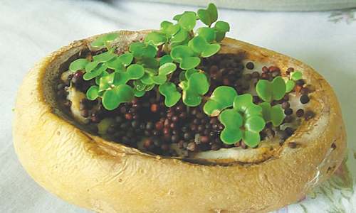 Wonder Craft: Potato garden