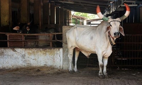 Cow be declared national animal of India: judge