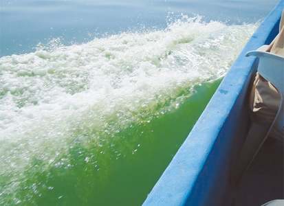 Decaying &lsquo;sea sparkle&rsquo; bloom caused &lsquo;mysterious&rsquo; stench: WWF-P