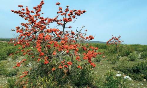 Chakwal&rsquo;s cherished &lsquo;flame of the forest&rsquo; disappearing