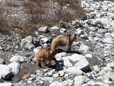 Female bears released into Khunjerab park