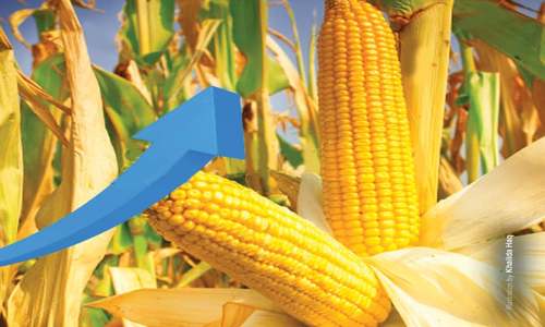 Capitalising on record maize production