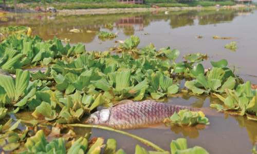 Dead fish spark fears of Rawal Lake &lsquo;contamination&rsquo;