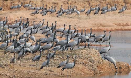 ECOLOGY: BALOCHISTAN&rsquo;S SIBERIAN SECRET