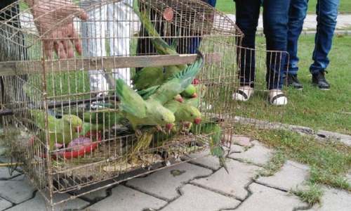 Green parrots released after being confiscated from traffickers