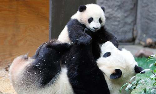 Panda surprises zookeepers by giving birth to twins at 23