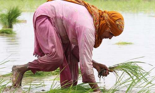 The stooped labour of women rice farmers The stooped labour of women rice farmers