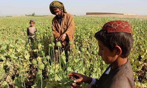From poppy to heroin: 'Taliban moving into Afghan drug production'