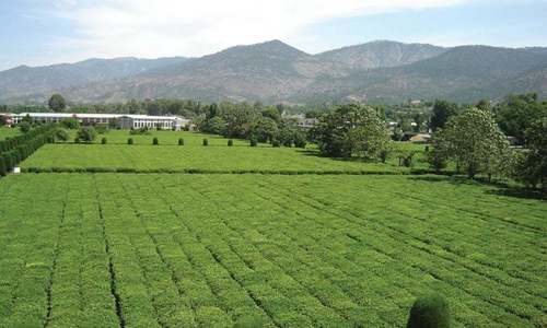 Turkey gifts tea-processing plant to Pakistan