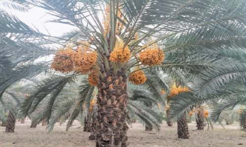Dynamics of date farming in Khairpur