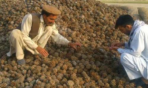 FAO launches project to reverse deforestation in Pakistan