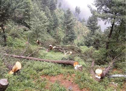 Dir residents complain of deforestation Dir residents complain of deforestation