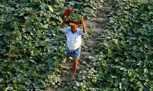 20 Indian farmers die after inhaling pesticides while spraying crops in Maharashtra