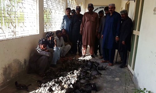 70 migratory birds retrieved, 4 poachers arrested in Badin: Wildlife department 70 migratory birds retrieved, 4 poachers arrested in Badin: Wildlife department