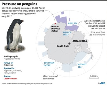 Starvation claims lives of thousands of penguins