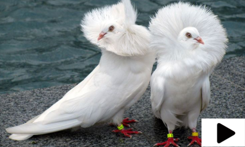 نسل درنسل کبوتر پالنے کا شوقین خاندان