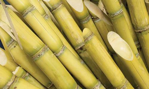 Sugar mills&rsquo; relocation divides farmers in Punjab