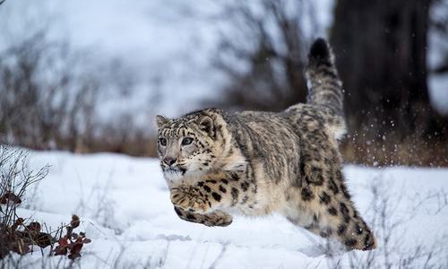 The secret behind the remarkable success of snow leopard conservation in Pakistan