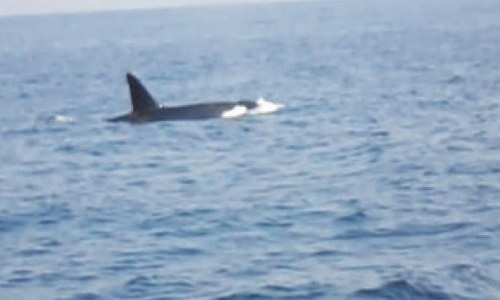 Killer whales seen off Churna Island in rare sighting Killer whales seen off Churna Island in rare sighting