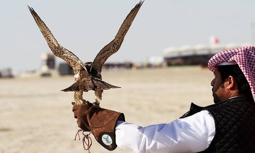 Four Arabs among eight arrested for illegal hunting of houbara bustard