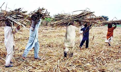 Sindh sets sugarcane price at Rs182