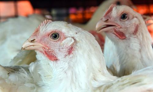 Chicken prices in Karachi come on par with beef rates Chicken prices in Karachi come on par with beef rates