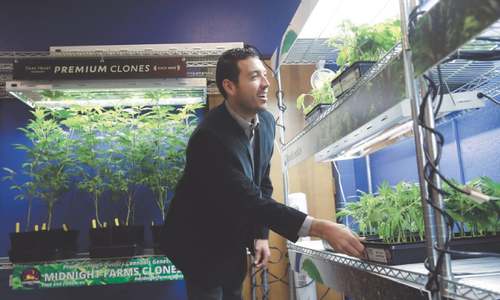 Recreational marijuana legalised in California
