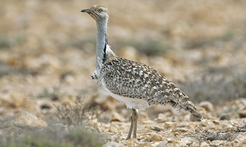 Islamabad allows Qataris to hunt houbara bustards