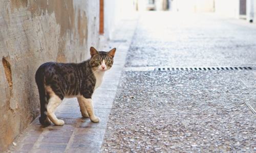 Opinion: Animals need our care too Opinion: Animals need our care too