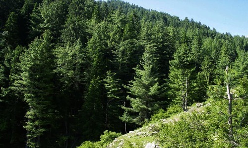 Opposition contests KP govt&rsquo;s tree plantation claims