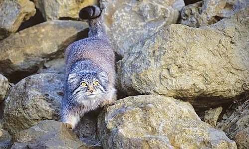 ‘Near threatened’ Pallas’s cat spotted in Kurram tribal region ‘Near threatened’ Pallas’s cat spotted in Kurram tribal region