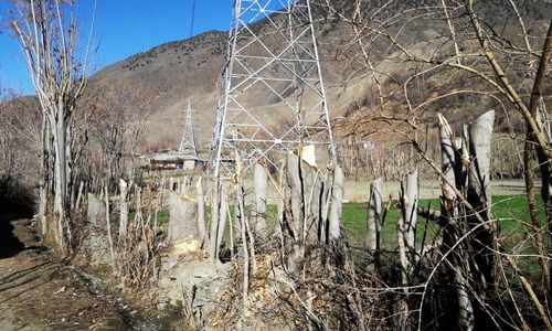 Walnut trees destroyed in Chitral by Wapda to make way for transmission line