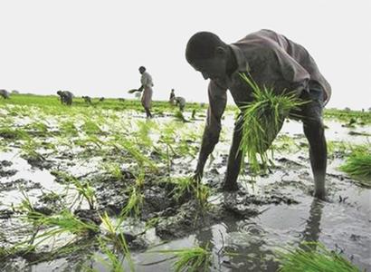 Rice exports grow, but basmati lacks lustre