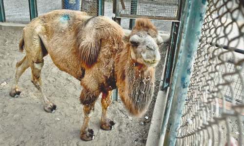 Zoo animals suffer because of staff shortage, poor sanitation