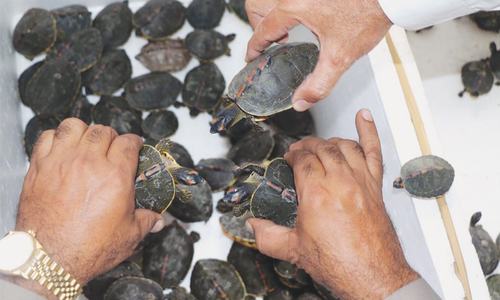 151 rare turtles, tortoises seized in Liaquatabad 151 rare turtles, tortoises seized in Liaquatabad