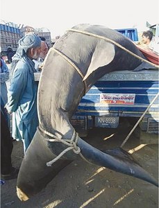 20-foot whale shark caught, brought ashore in Thatta
