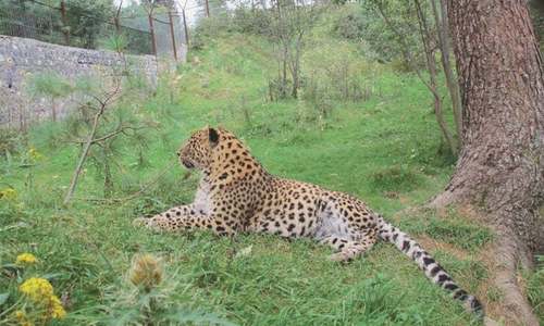 Illegal trade in wildlife rife across Pakistan, says study Illegal trade in wildlife rife across Pakistan, says study
